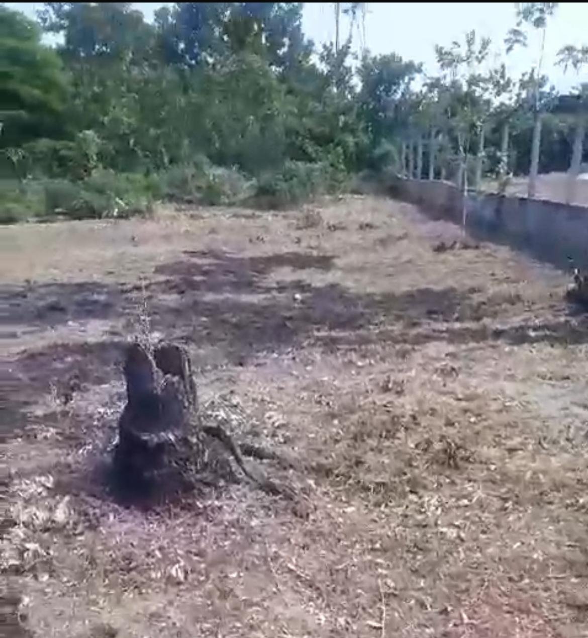 terreno foca foto 3